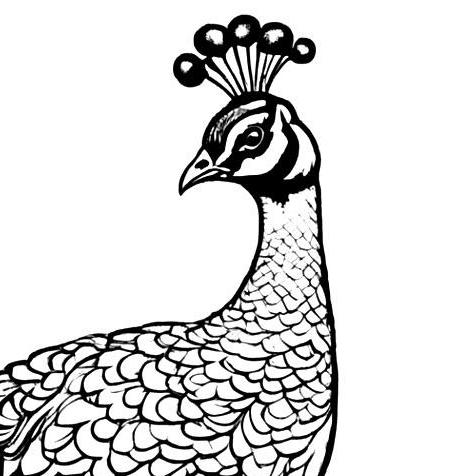 Peacock Coloring Pages